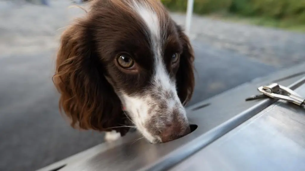 Der-Artenschutzspuerhund-Finya-sucht-bei-einem-Pressetermin-in-einer-Trainingsbox-nach-dem-Geruch-einer-Schlingnatter