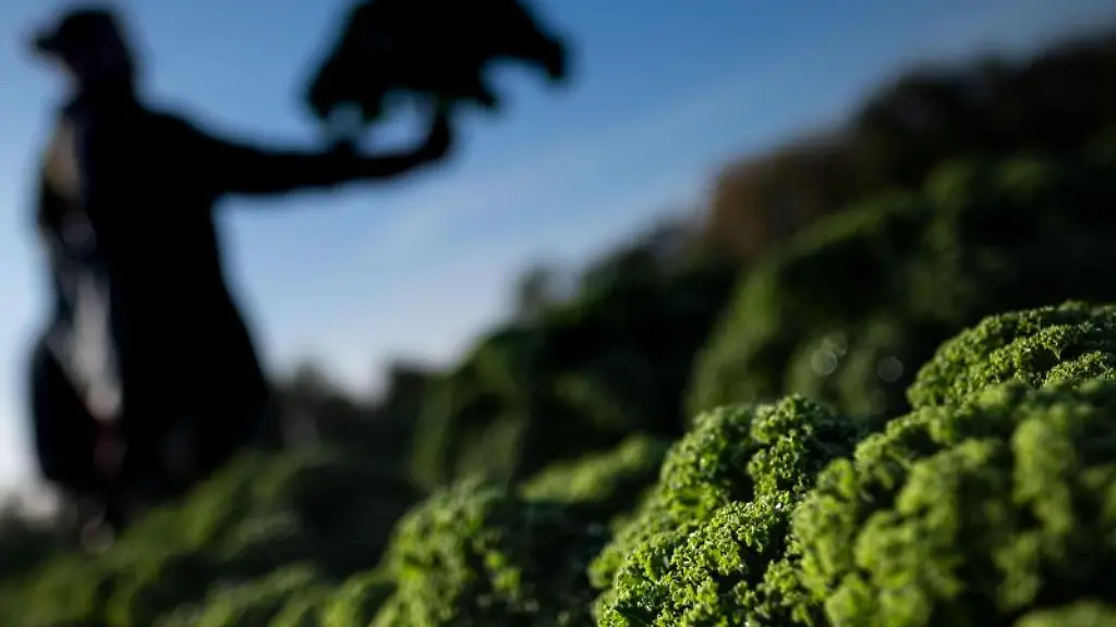 Ein-Mann-steht-waehrend-der-Ernte-auf-einem-Gruenkohlfeld