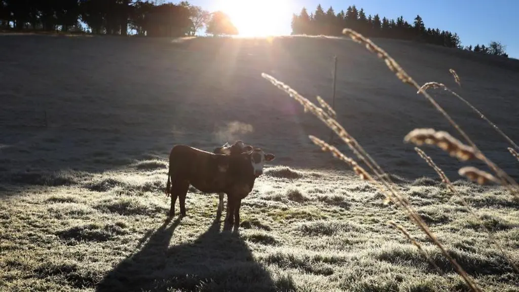Kuehe-stehen-auf-einer-mit-Raureif-bedeckten-Weide-im-Sonnenschein
