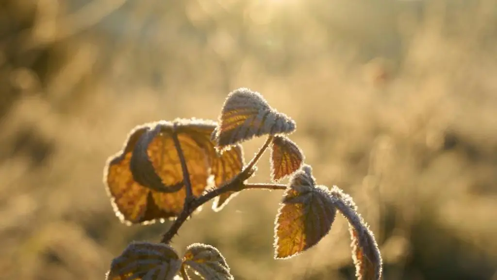 Raureif-ueberzieht-Blaetter