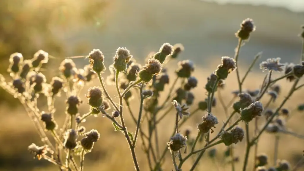 Raureif-ueberzieht-Graeser-in-der-Eifel-bei-Kempenich