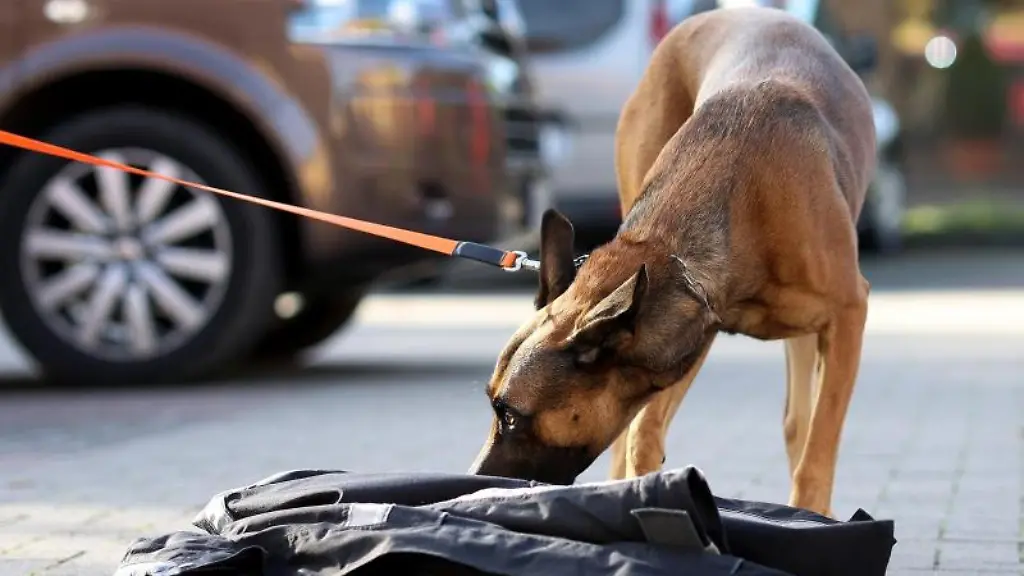 Tamina-nimmt-waehrend-eines-Mantrailing-Seminars-den-Geruch-von-einer-Jacke-auf