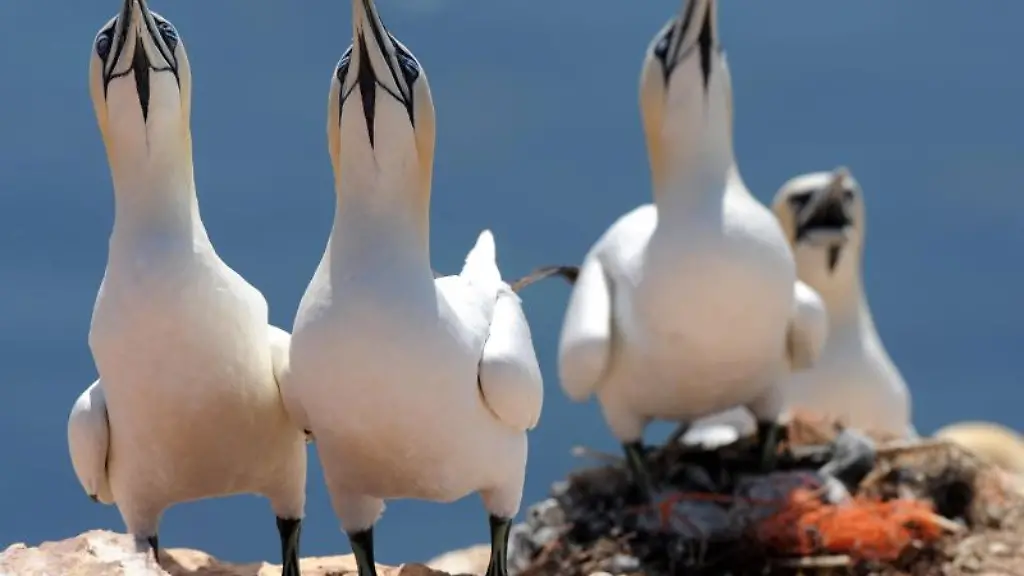 Basstoepel-hecheln-in-der-sengenden-Mittagshitze-auf-ihrem-Felsen-der-Hochseeinsel-Helgoland