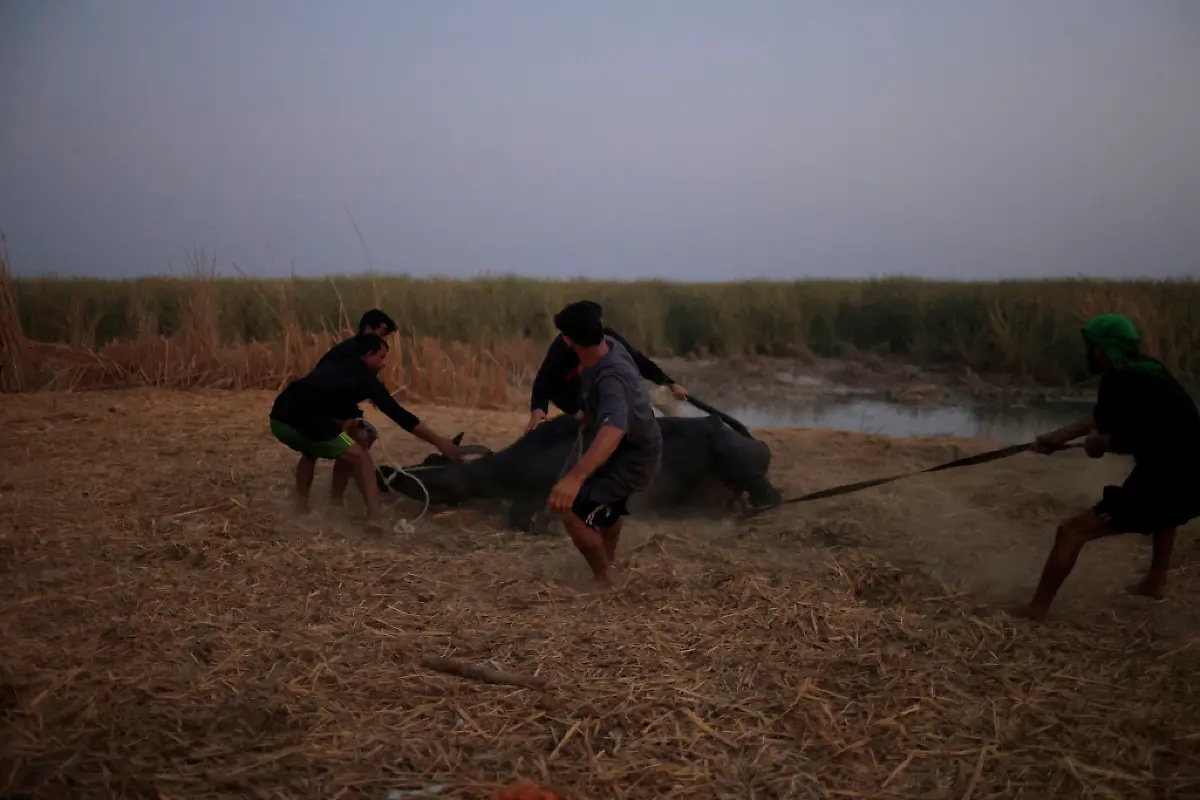2021-10-14T070201Z-1711662713-RC2UBP9OF46M-RTRMADP-3-CLIMATE-CHANGE-IRAQ-MARSHES
