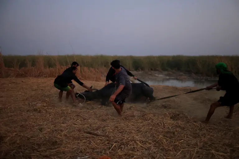 2021-10-14T070201Z-1711662713-RC2UBP9OF46M-RTRMADP-3-CLIMATE-CHANGE-IRAQ-MARSHES