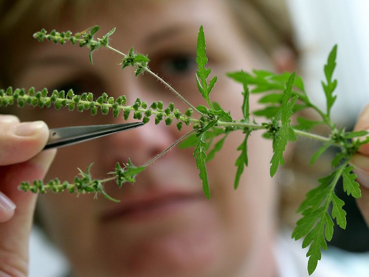 Die Einwandererpflanze Ambrosia macht seit einigen Jahren den Allergikern zusätzlich zu schaffen.