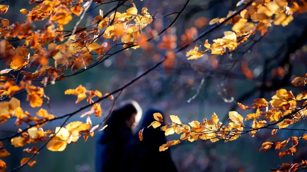 Gelb-leuchtet-das-Herbstlaub