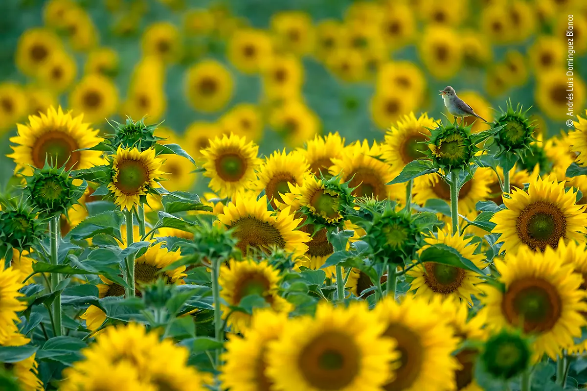 NICHT-VERWENDEN-Andres-Luis-Dominguez-Blanco-Wildlife-Photographer-of-the-Year