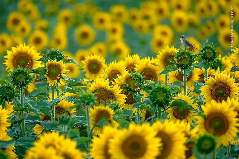 NICHT-VERWENDEN-Andres-Luis-Dominguez-Blanco-Wildlife-Photographer-of-the-Year