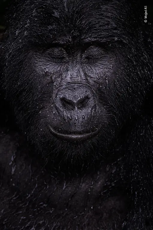 NICHT-VERWENDEN-Majed-Ali-Wildlife-Photographer-of-the-Year