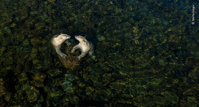 NICHT-VERWENDEN-Martin-Gregus-Wildlife-Photographer-of-the-Year