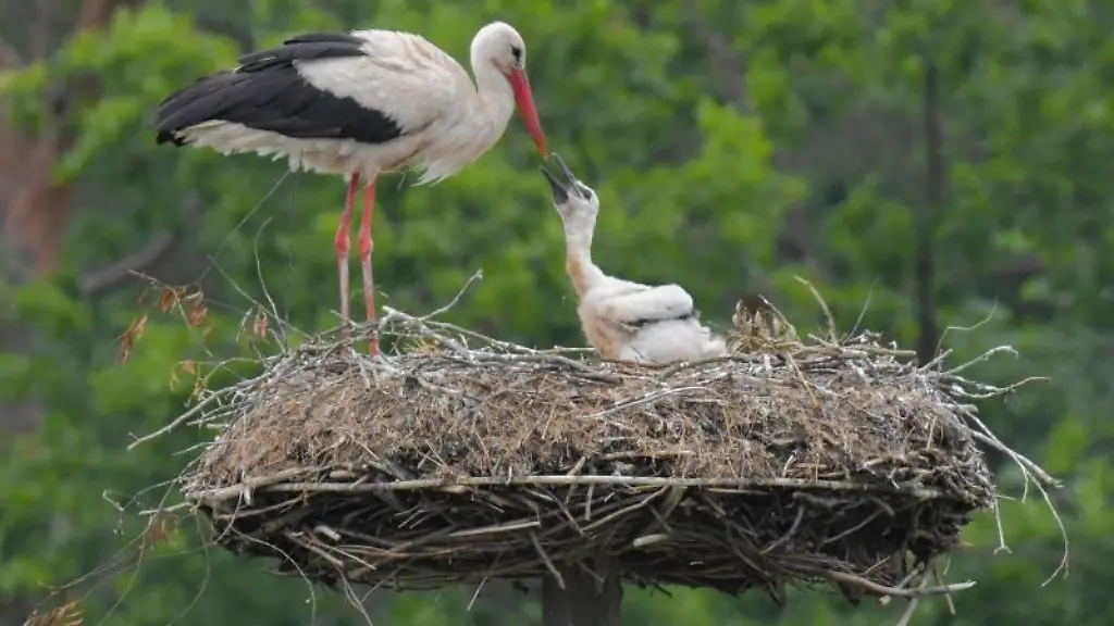Ein-Storchenkueken-bettelt-bei-einem-Eltertier-nach-Nahrung
