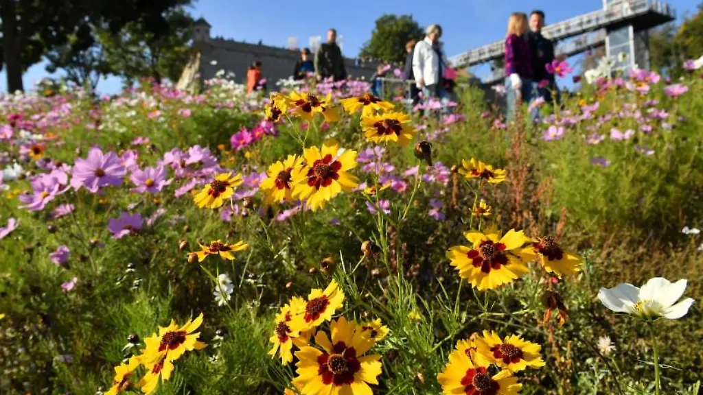 Blumen-bluehen-am-Tag-der-Abschlussveranstaltung-der-Buga-Erfurt-2021