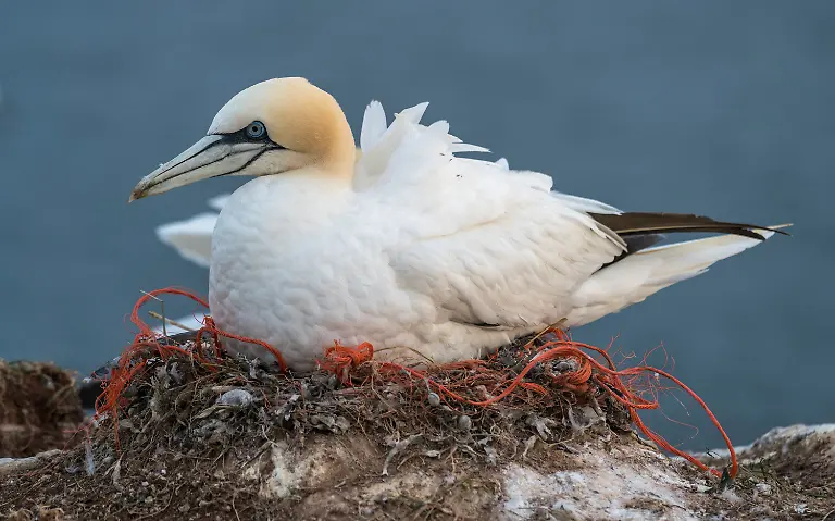 19-S-183-oben-gannets-Leidenschaft-Ozean