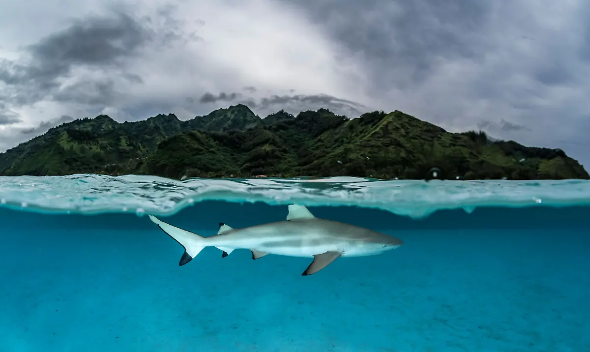 13-S-144-145-sharks-rays-bank-Leidenschaft-Ozean