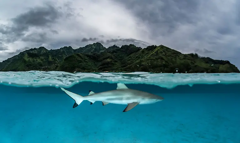 13-S-144-145-sharks-rays-bank-Leidenschaft-Ozean