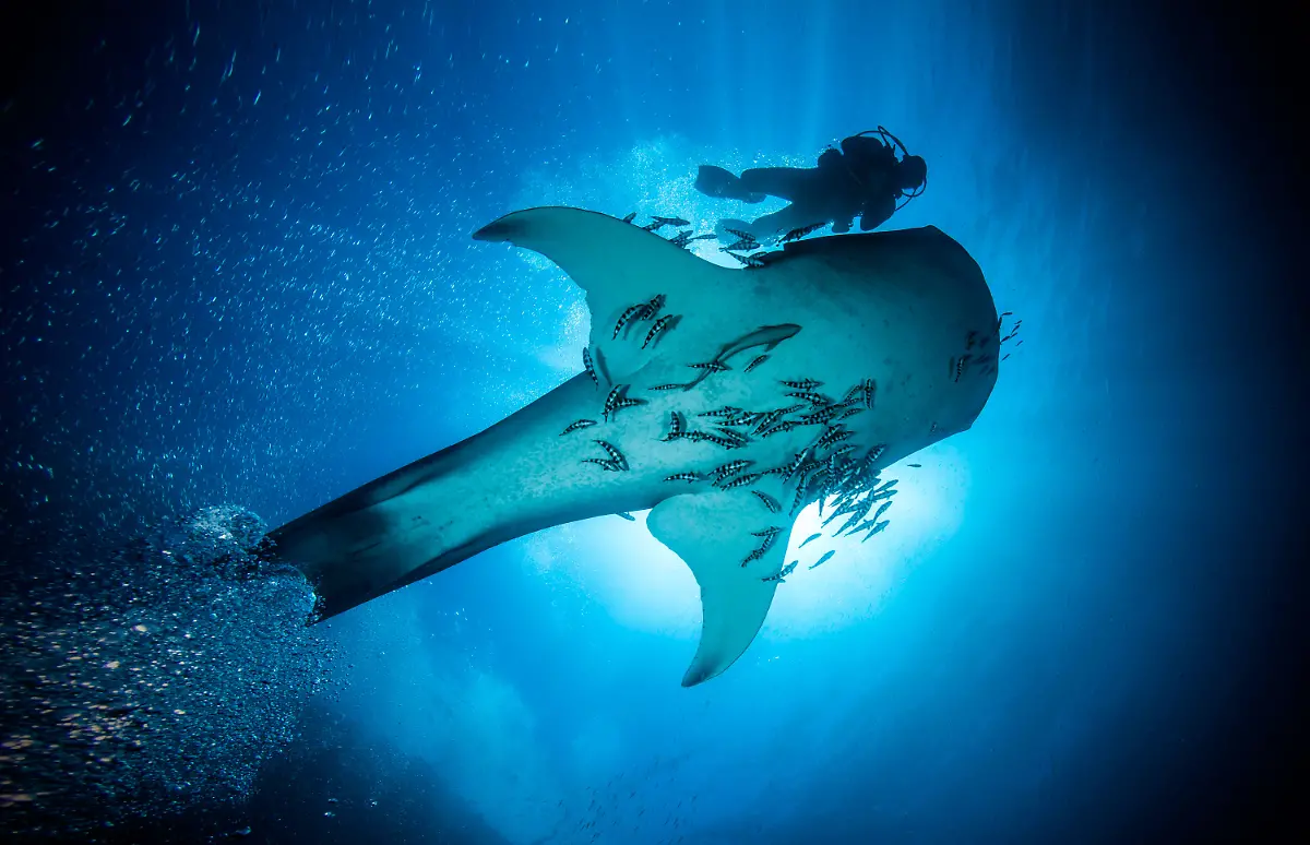 12-S-139-gp-plakat-walhai-vignette-Leidenschaft-Ozean