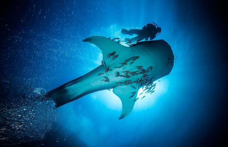 12-S-139-gp-plakat-walhai-vignette-Leidenschaft-Ozean