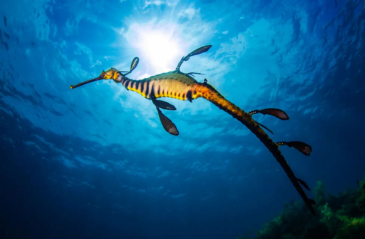 11-S-126-seadragon-Leidenschaft-Ozean