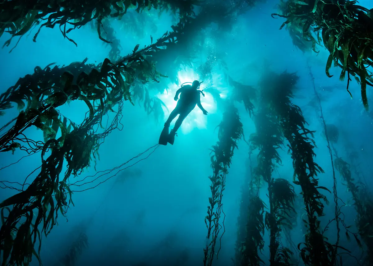 10-S-118-119-giant-kelp-Leidenschaft-Ozean