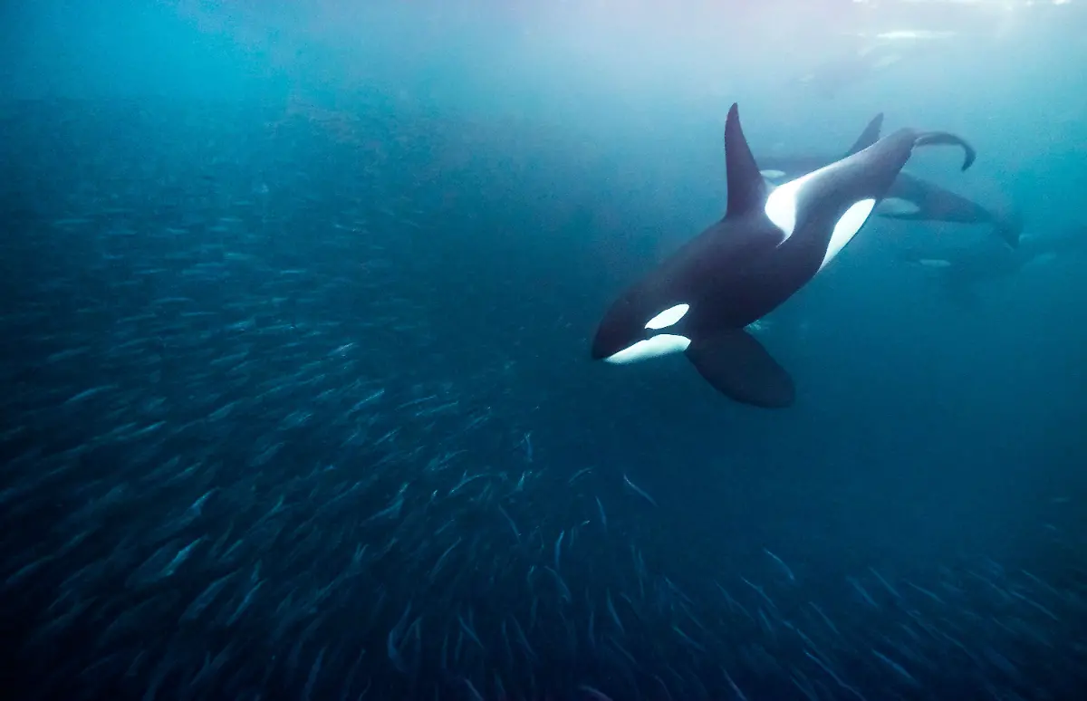 09S-68-69-orca-Leidenschaft-Ozean