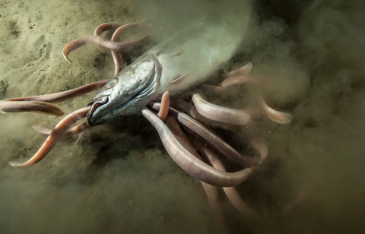 05-S-48-hagfish-Leidenschaft-Ozean