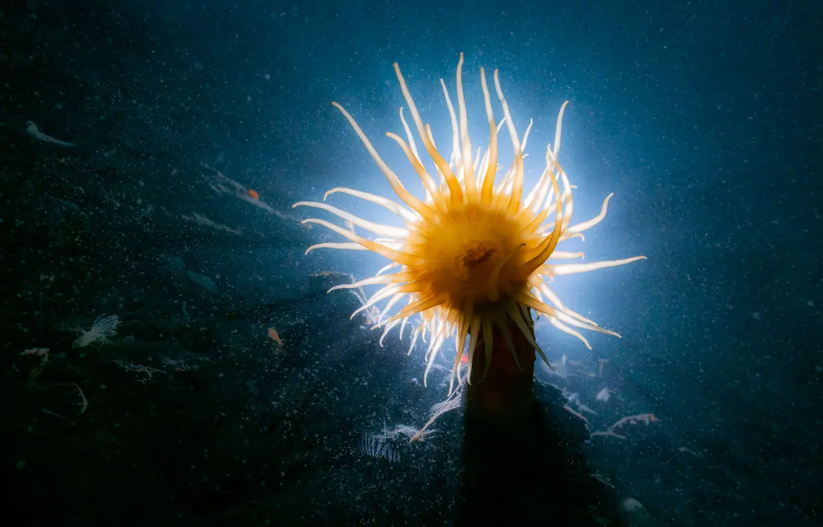 02-S-13-20190706-anemone-backlight-00029