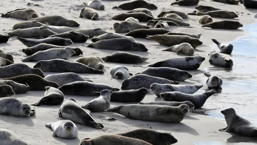 Robben-und-Seehunde-liegen-am-Suedstrand-auf-der-Duene-vor-der-Insel-Helgoland-in-der-Sonne