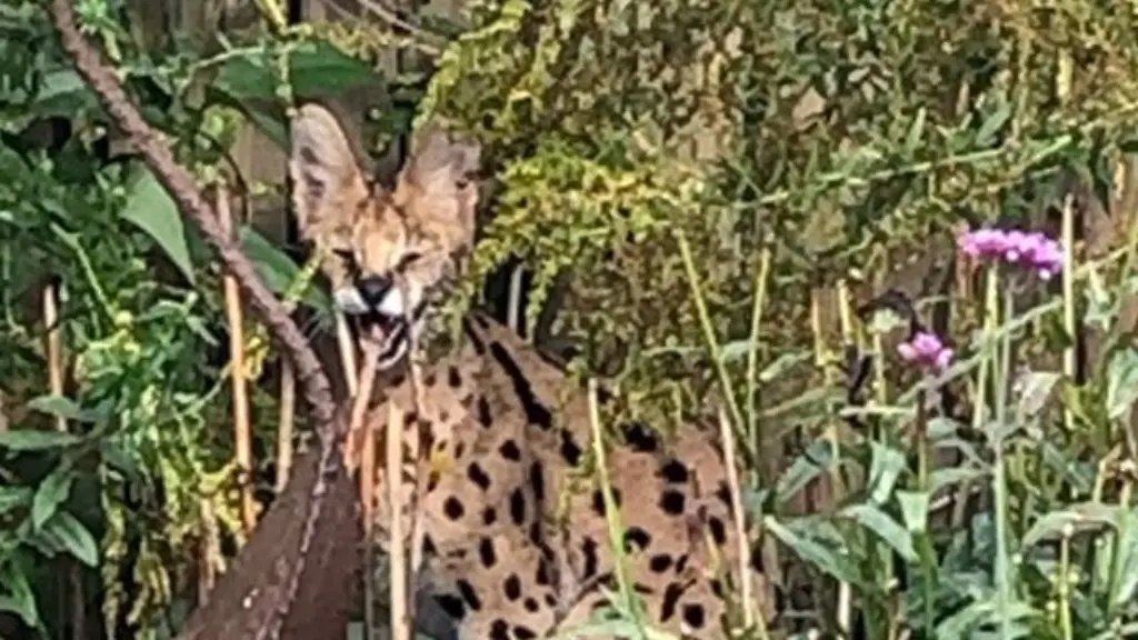 5bf7747450e38ad9eddf5c5a4cc06817