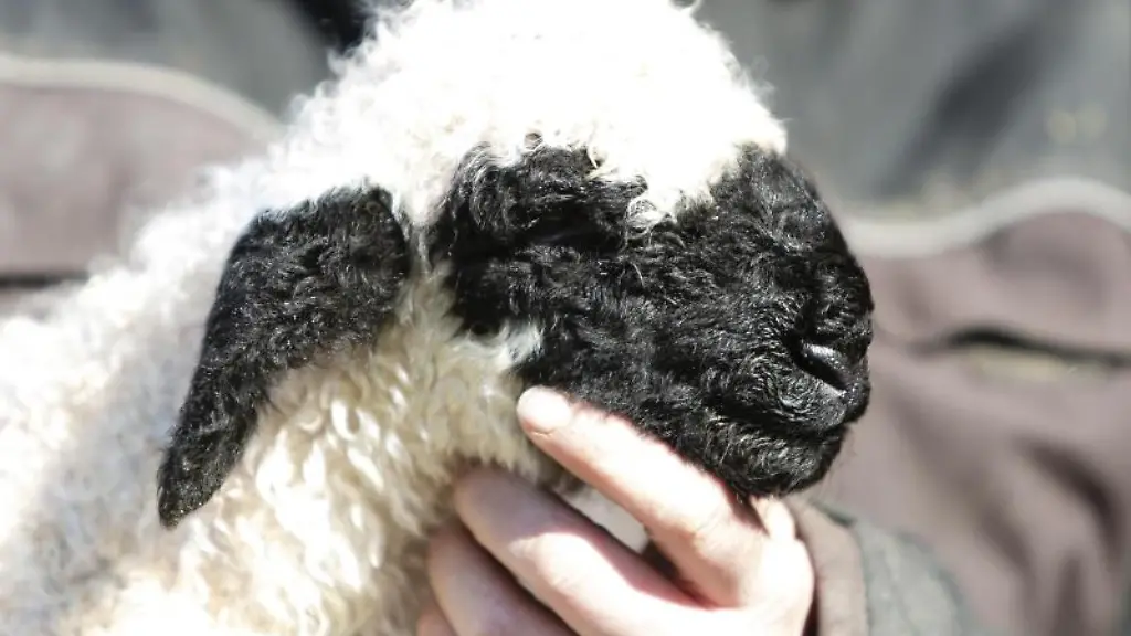Ein-wenige-Stunden-altes-Walliser-Schwarznasenschaf-wird-gestreichelt