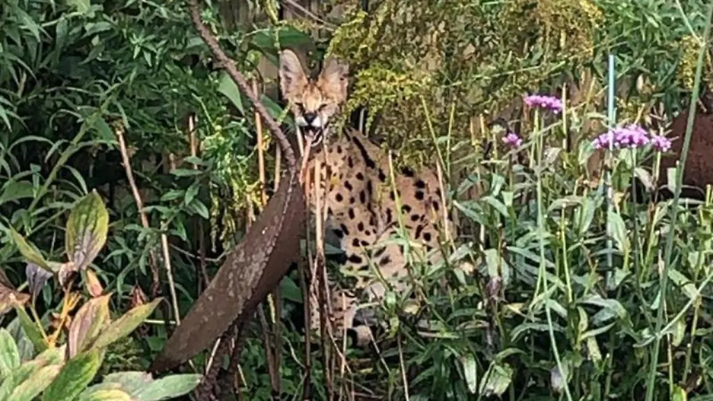 Ein-Serval-eine-Wildkatze-sitzt-in-einem-Garten-in-Stadtlohn