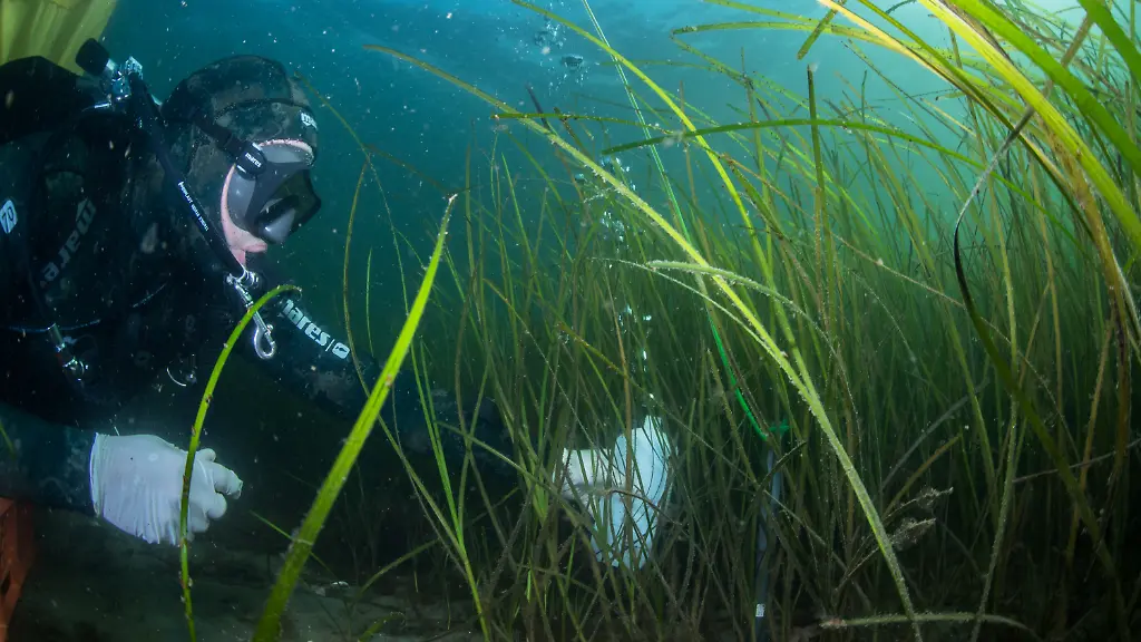 seegraswiese-falckenstein7