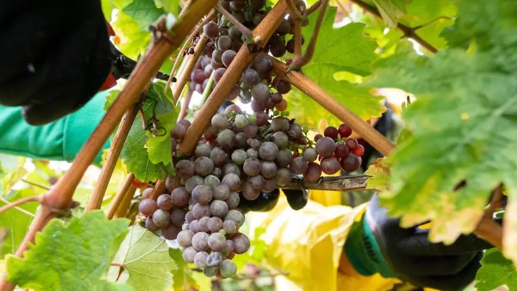 Erntehelfer-ernten-Trauben-der-Sorte-Roter-Riesling