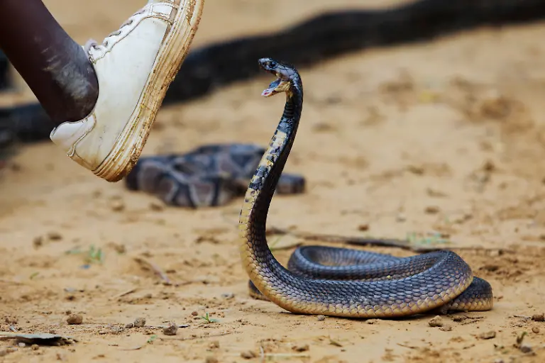 2021-08-18T090925Z-430009505-RC2XSO9JZNJI-RTRMADP-3-NIGERIA-TRADITION-HYENAS