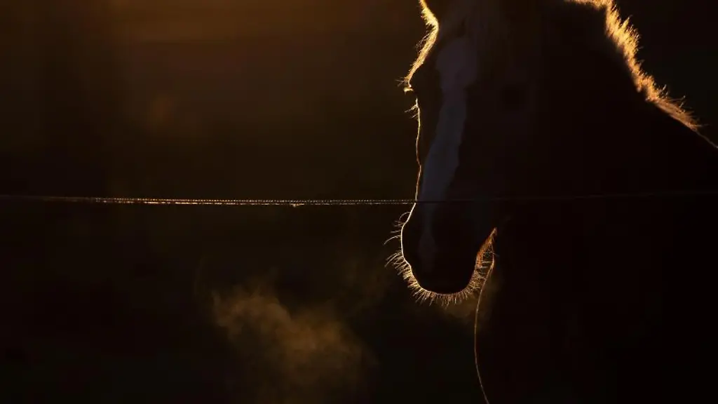 Ein-Pferd-schnaubt-auf-einer-Koppel