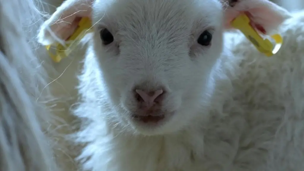 Ein-Lamm-steht-im-Stall