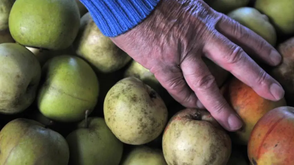 Eine-Mitarbeiterin-bereitet-Aepfel-fuer-das-Auspressen-vor