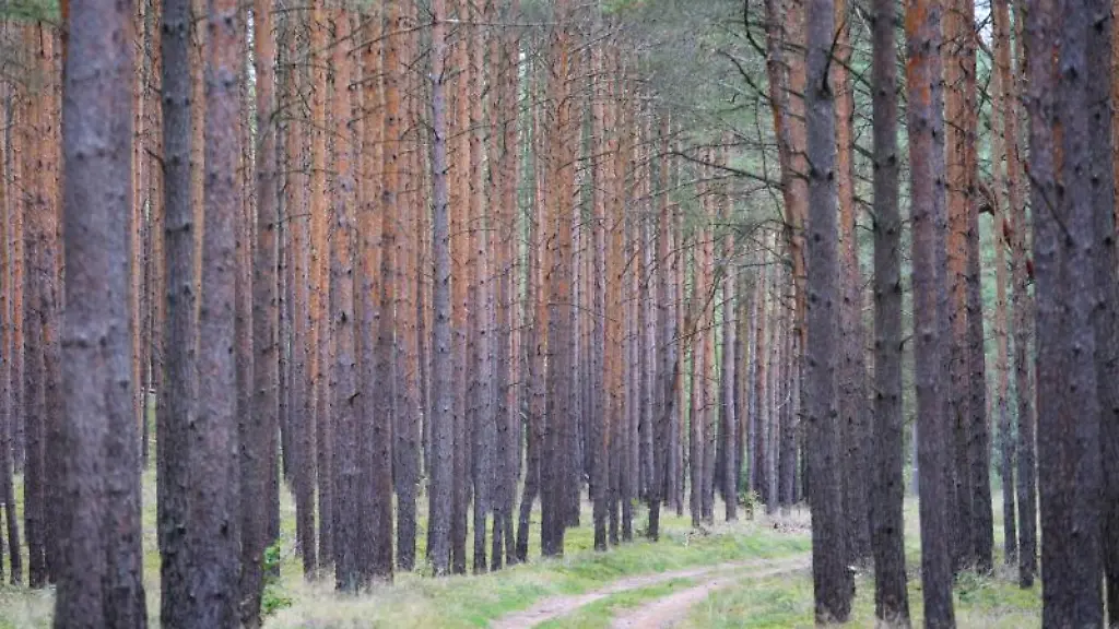 Ein-Weg-fuehrt-durch-einen-Kiefernwald