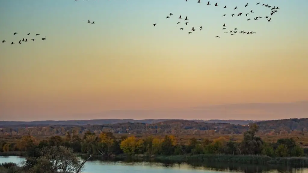 Kraniche-fliegen-ueber-das-Poldergebiet-an-der-Westoder
