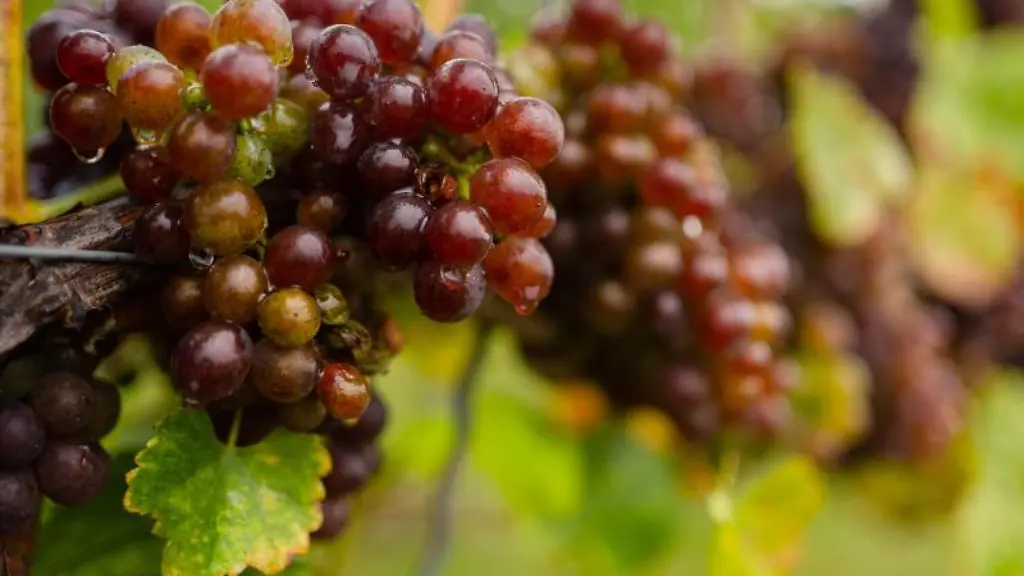 Trauben-der-Sorte-Blauer-Silvaner-haengen-an-einem-Rebstock