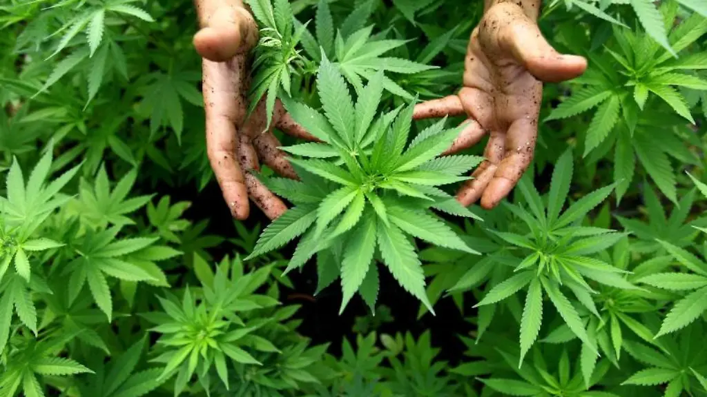 Hanf-Cannabis-waechst-in-einer-Plantage