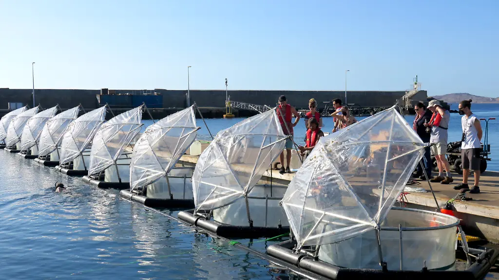 OceanNets-GranCanaria-6-UlfRiebesell-GEOMAR