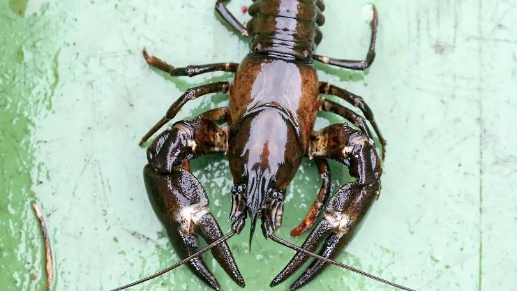 Ein-Signalkrebs-liegt-in-einer-Fischkiste
