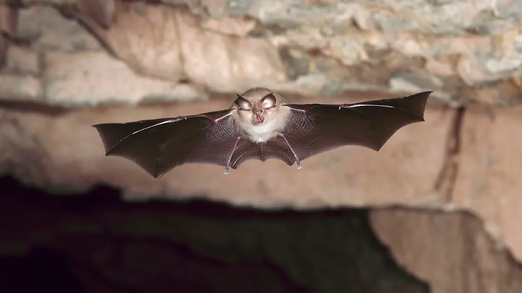 Koennen-Hufeisennasen-Fledermaeuse-in-Laos-die-These-untermauern-dass-der-Pandemieerreger-natuerlichen-Ursprungs-ist