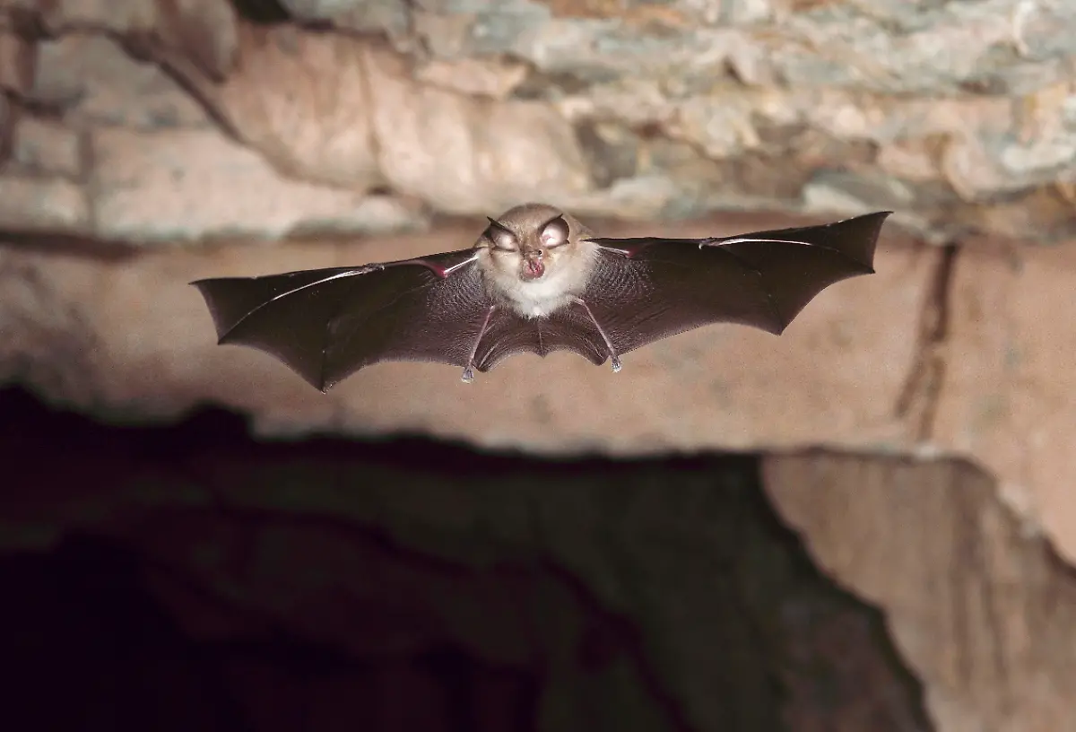 Koennen-Hufeisennasen-Fledermaeuse-in-Laos-die-These-untermauern-dass-der-Pandemieerreger-natuerlichen-Ursprungs-ist