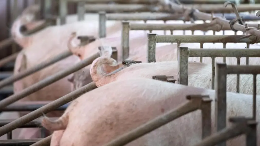 Schweine-stehen-auf-dem-Hof-eines-Ferkelerzeugers-und-Schweinemastbetriebs-in-einem-Stall