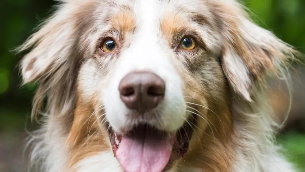 Shepherd-Toni-blickt-in-die-Kamera