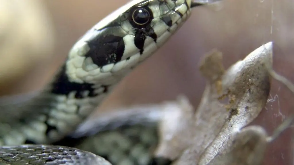 Eine-Ringelnatter-zuengelt-mit-ihrer-gespaltenen-Zunge-in-Dormagen-in-einem-Terrarium