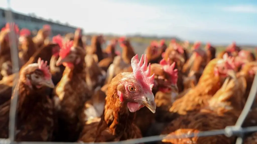 Huehner-stehen-auf-dem-Freigelaende-eines-Gefluegelhofs