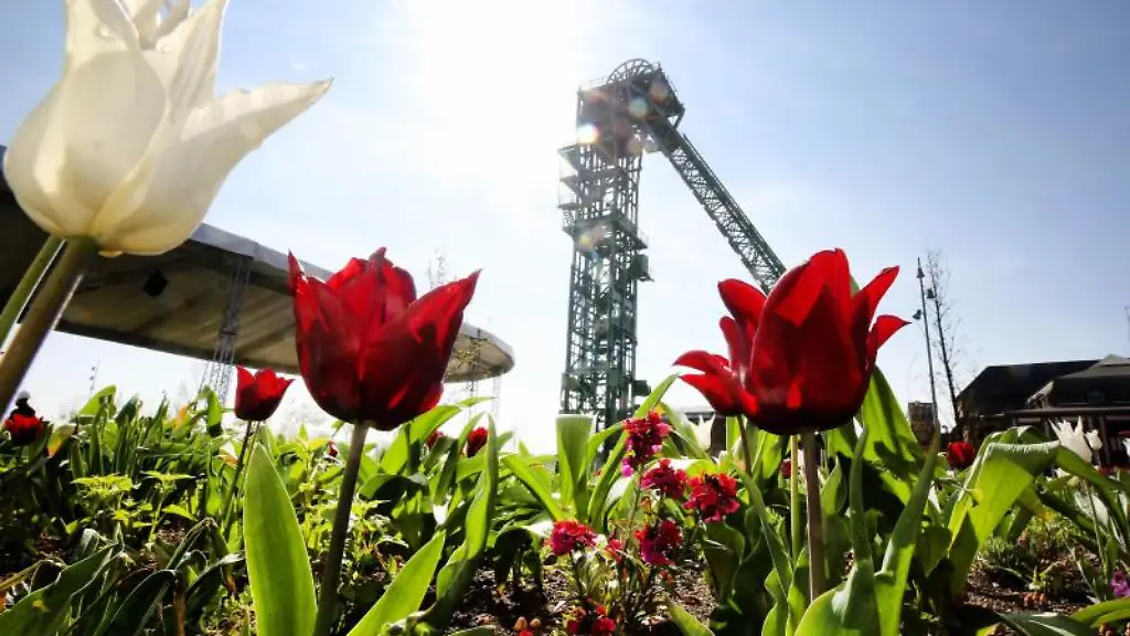 Tulpen-bluehen-am-Fusse-des-Foerderturms-von-Bergwerk-West